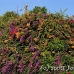 sanur_h_0037_bal4178.jpg